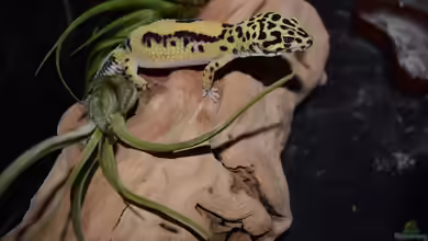 Nachtaktive Reptilien im Terrarium: Faszinierende Bewohner für die Dunkelheit
