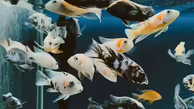 Nachzuchten verkaufen: Vom Aquaristik-Hobby zum organisierten Nebenerwerb