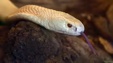 Naja kaouthia im Terrarium halten