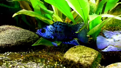 Namen von Zuchtformen in der Aquaristik: Blue Dempsey