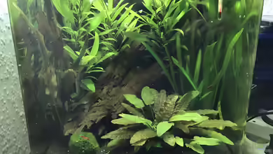 Namenlos von Raven887