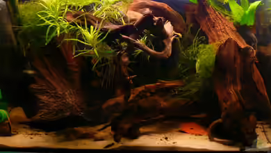 Nanacara anomala von Cichlid Power