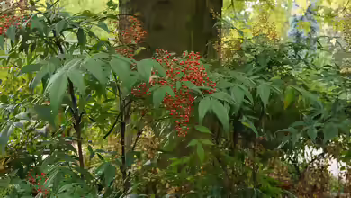 Nandina domestica im Garten pflanzen