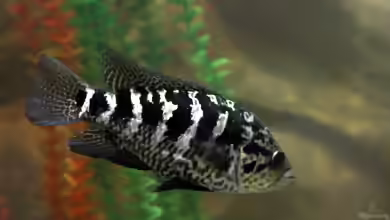 Nandopsis tetracanthus im Aquarium halten