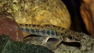 Nannocharax brevis im Aquarium halten
