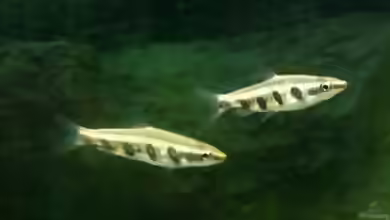 Nannostomus espei im Aquarium halten
