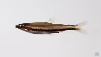 Nannostomus marilynae im Aquarium halten