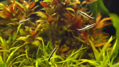 Nannostomus unifasciatus im Aquarium halten