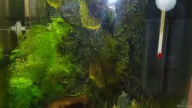 Nano 1 von Poldi1981