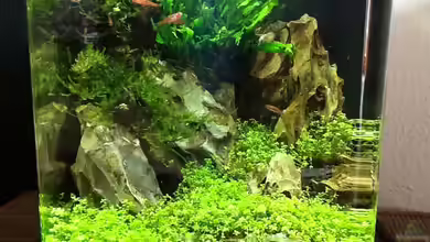 Nano 10 von Olli Nano