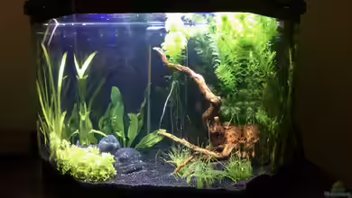 Nano (aufgelöst) von Manuela