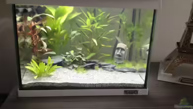 Nano Becken von Perlhuhnbärbling