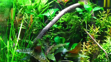 Nano Cube 20l von Nanu