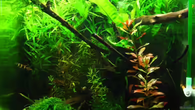 Nano Cube 30l von Nanu