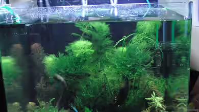 Nano Cube 60L - Nur mehr Beispiel von Bjarke