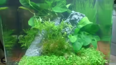 Nano Cube Planted von Nano-FAN