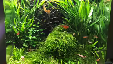 Nano Cube von Der Nicky