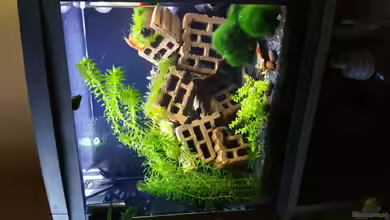 Nano II von Lucky3310