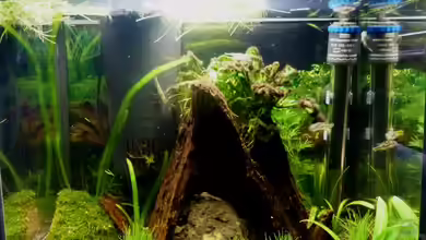 Nano-Kugelfischaquarium von v3rt3x