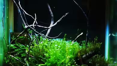 Nano "LOST WORLD" von Pelzwanze