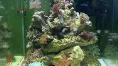 Nano Riff von Jademeister