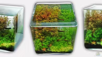 Nano World Colour von Nano-FAN