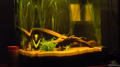 Nano von killerloop2004