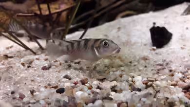 Nanochromis - Zwergbuntbarsche aus Westafrika