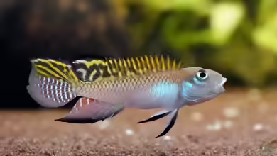 Nanochromis splendens im Aquarium halten