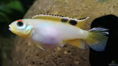 Nanochromis teugelsi im Aquarium halten