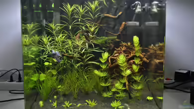 NanoCube 60 von Asterrati