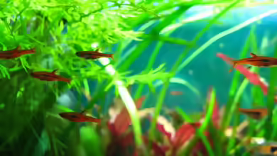 Nanofische im Aquarium: Kleine Arten mit großen Ansprüchen