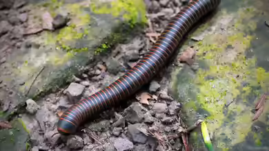 Narceus americanus im Terrarium halten