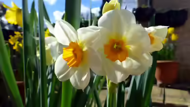 Narzissen im Garten pflanzen
