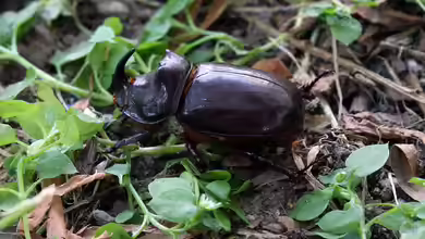Nashornkäfer sind beliebte Terrariumbewohner