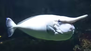 Naso annulatus im Aquarium halten
