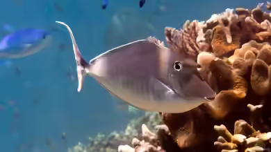 Naso brachycentron im Aquarium halten