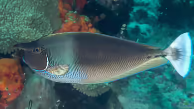 Naso brevirostris im Aquarium halten