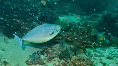 Naso hexacanthus im Aquarium halten