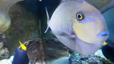 Naso lopezi im Aquarium halten