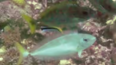 Naso minor im Aquarium halten