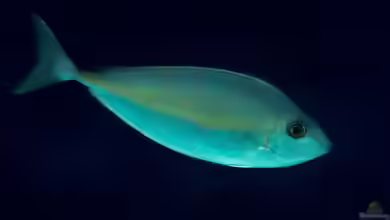 Naso thynnoides im Aquarium halten