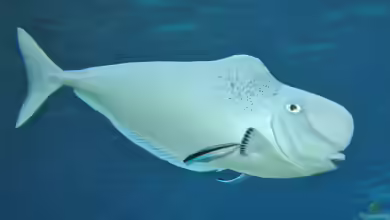 Naso tonganus im Aquarium halten