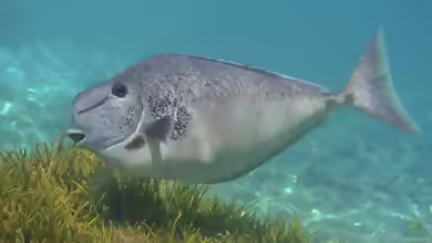 Naso tuberosus im Aquarium halten