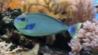 Naso vlamingii im Aquarium halten