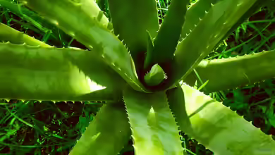 Natürliche Hilfe bei Sonnenbrand - Wie Aloe Vera die Haut beruhigt