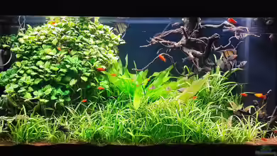 Naturaquarium Südamerika ( nur noch Beispiel) von Ralf Bercke