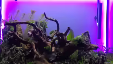 Nature Rock von Richard Haberkorn