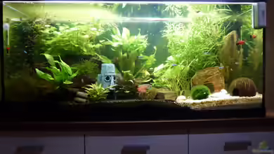 Natureland von Jessi & Daniel