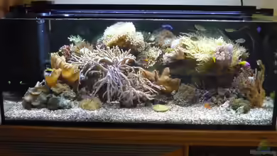 Nautilus von Red ( Jürgen )